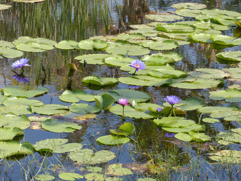 Fototapeta Multi-colored lotus in a big pond .