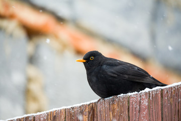 male of Common blackbird