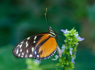 butterfly close up
