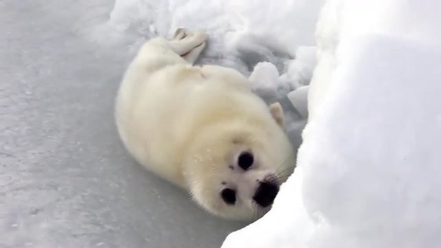 Cute Newborn Seal Pup On Ice Looking at the camera. A Family Polar Arctic Harp Sea Grey Calf Seal With Newborn Baby Cute Pups On Ice Fields Of White Sea. Eco Tourism.