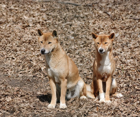 new guinea singing dog