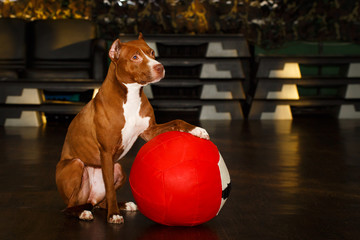 American Pit Bull Terrier