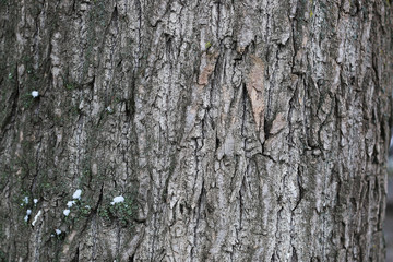 tree bark winter