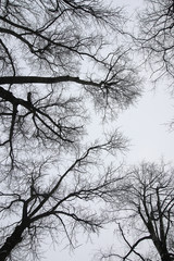 Trees branches against the sky
