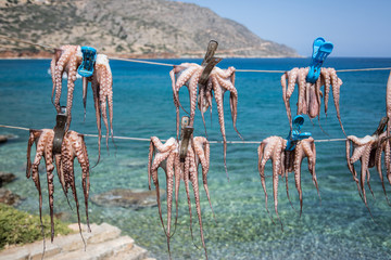Fresh octopus in the boat port.