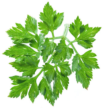 Parsley herb isolated on the white background.