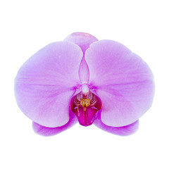 Fototapeta na wymiar Close-up of beautiful pink Orchid flower on white background.