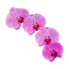 Obraz premium Close-up of beautiful pink Orchid flower on white background.