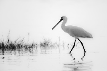 Black-faced Spoonbill (Platalea minor)  walking in water