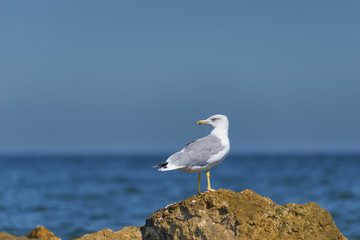 Gull on the rocks