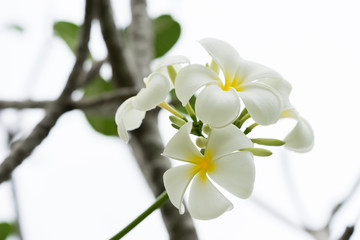Naklejka na ściany i meble white frangipani flower