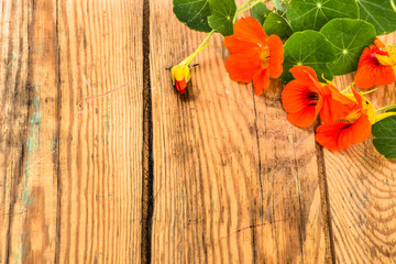 Fototapeta na wymiar Nasturtium on wood, flower on old boards with copy-space