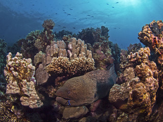 Naklejka na ściany i meble Giant moray, Riesenmuräne (Gymnothorax javanicus)