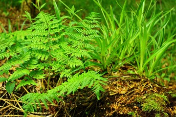 Woodland floor with fern