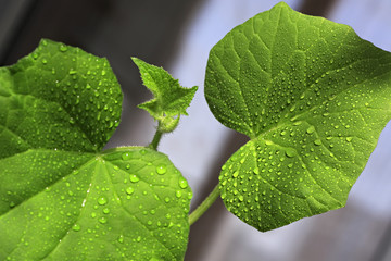 Seedlings cucumbers. Growing sprouts at home.