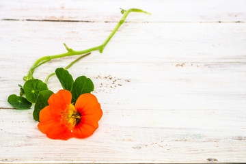 Flower of nasturtium on white wooden boards - background with copy-space