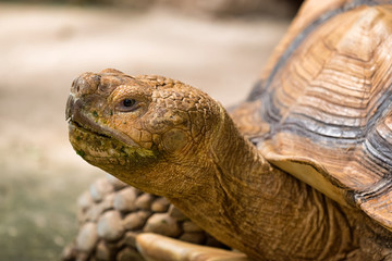 Obraz premium turtle head.