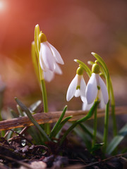 Fototapeta premium Spring snowdrop flowers blooming in sunny day