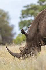 Southern white rhinoceros in Kruger National park, South Africa