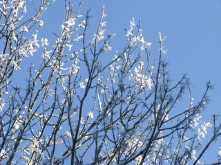 Frost and sun. Tree branches.