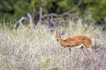 Steenbok in Kruger National park, South Africa