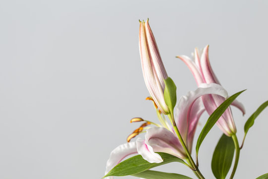 Fototapeta Red lily flowers im bloom on a grey background