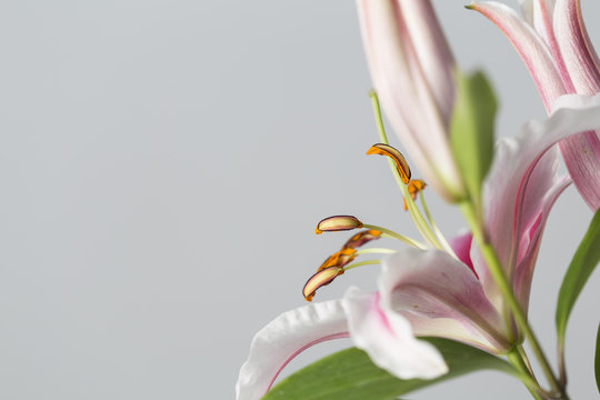 Fototapeta Red and white lily flowers bouquet isolated on a grey space background
