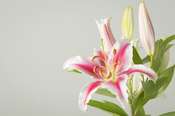 Lily flower bouquet close up isolated on a smooth background
