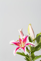 Lily flower bouquet close up isolated on a smooth background