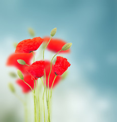 Poppy flowers on blue 