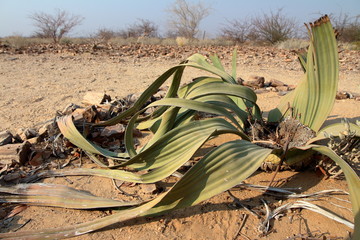 Welwitschia mirabilis plant living fossil