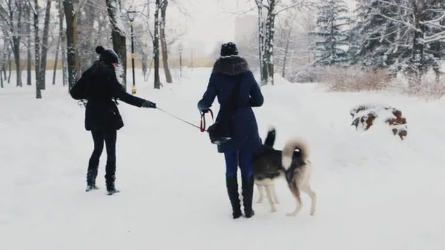 Two women playing with their dogs Huskies