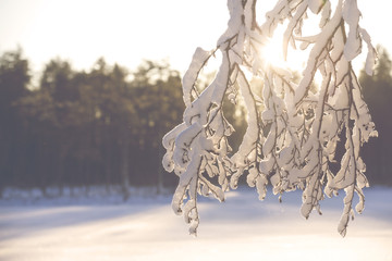 A wintry scene with a vintage effect applied. A birch is covered with snow and frost on a sunny day in Finland. The lake is next to the tree. Forest is in the background. Image has a vintage effect.
