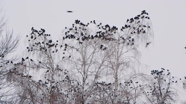 A flock of crows sitting on a tree in winter