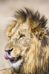 Lion in Kruger National park, South Afric
