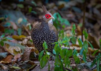 Female Kalij Pheasant ( Lophura leucomelanos ) in real nature 