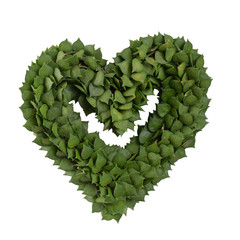 Plant in heart     shape.