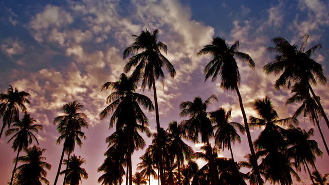 Sunset in paradise with palms