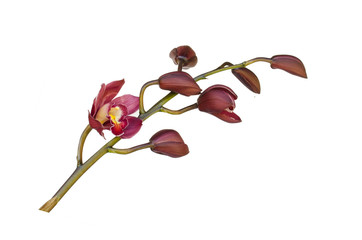 Cymbidium isolated