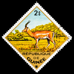 REPUBLIQUE DE GUINEE - CIRCA 1976: A stamp printed in Republique de Guinee shows Aepyceros melampus, series animals, circa 1976