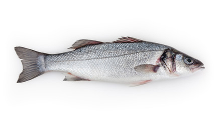 Seabass isolated on white background with clipping path