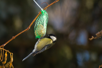 Cinciallegra, cinciarella, pettirosso, codirosso, passero mangia pallina grasso mangiatoia. Mangiatoia per uccelli, birdgardening 