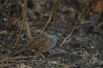 Cinciallegra, cinciarella, pettirosso, codirosso, passero mangia pallina grasso mangiatoia. Mangiatoia per uccelli, birdgardening 