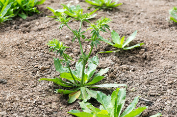 Green fresh culantro in the garden with day light