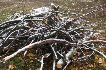 branches and logs on grass under the first snow