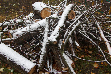 branches and logs on grass under the first snow