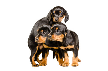 Three cute puppy breed Slovakian Hound