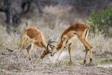 Impala in Kruger National park, South Africa