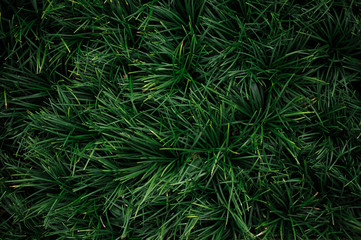 Naklejka na ściany i meble Reliable 'Grass Type' Ground Covers - Ophiopogon texture