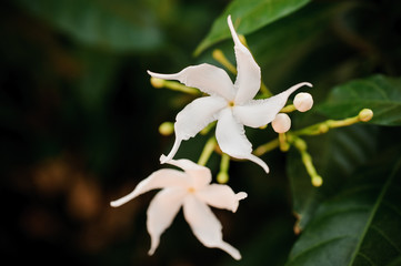 Fototapeta na wymiar Group of white Sampaguita or Arabian Jasmine
